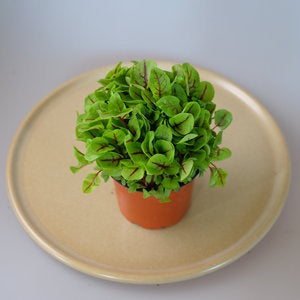 Micro Herbs (PUNNET) Red/Green ORDER BEFORE 8:00AM