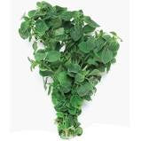 Herbs Oregano$/ bunch ( order before 8.00am)