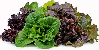 Lettuce- Oakleaf (order before 8 am )